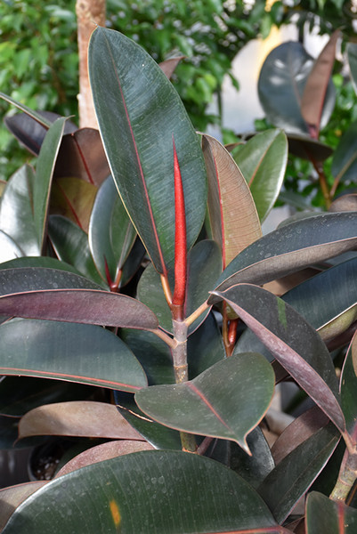 Ficus Elastica Burgundy 8In 39700