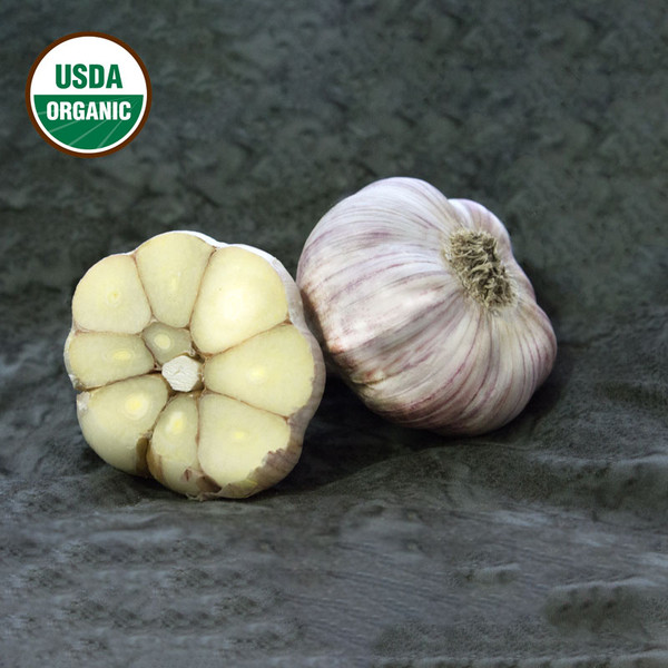 Garlic Chesnock Red Certified Organic 39846