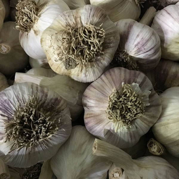 Garlic Metechi Certified Organic 39858