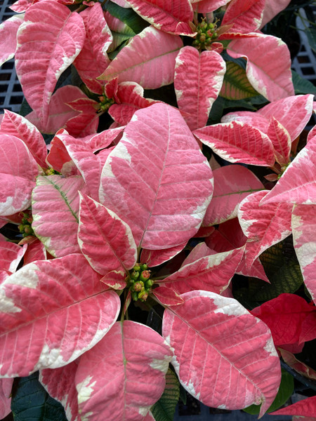 Poinsettia 6.5in Marble 40324