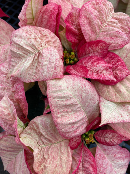 Poinsettia 6.5in Picasso 40325