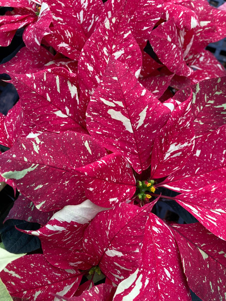 Poinsettia 4.5in Jingle Bells 40327
