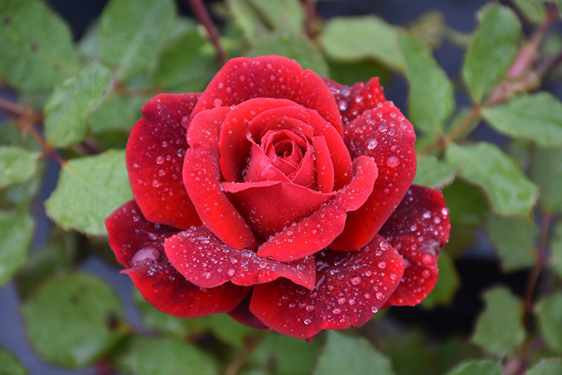 Rose Don Juan #3 40895