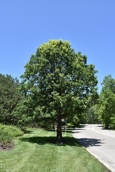 Bur Oak #3 44624
