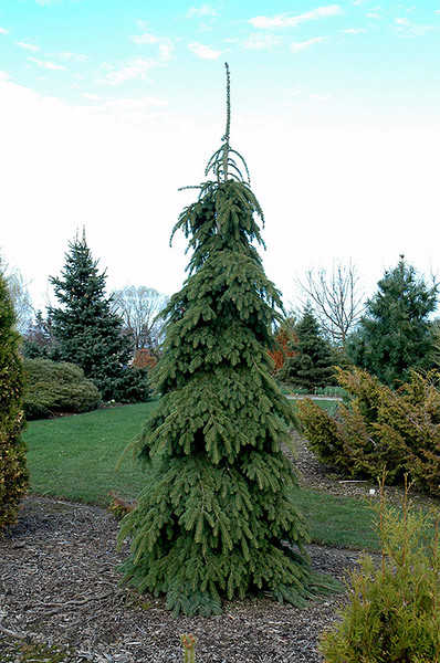 Spruce White Weeping #3 44832