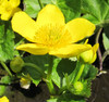 Caltha palustris polypetala - Giant King Cup