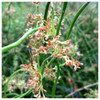 Juncus effusus var spiralis - Corkscrew rush