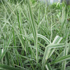 Phalaris arundinacea var picta - Gardeners garters