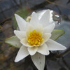 Nymphaea Pygmaea alba  - Pygmy White Water Lily