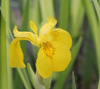 Iris pseudacorus Variegata - Variegated yellow flag