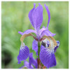 Iris sibirica - Siberian flag
