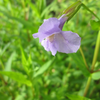 Mimulus ringens - Lavender musk