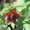 Potentilla palustris - Marsh cinquefoil