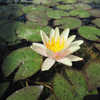 Nymphaea Sioux - Variable Water Lily
