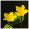 Nymphoides peltata - Fringed Water Lily