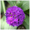 Primula denticulata