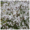 Lychnis flos-cuculi 'White Robin'