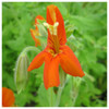 Mimulus cardinalis - Scarlet monkey flower