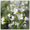 Cardamine pratensis - Cuckoo flower or Lady's smock