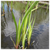 Acorus calamus variegatus - Variegated sweet flag