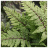 Athyrium niponicum Metallicum -  Japanese painted fern