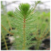 Myriophyllum crispatum - Upright water milfoil