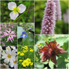 'Best Of British' Native Marginal Collection 1 Litre Baskets