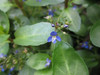 'Best Of British' Native Marginal Collection 1 Litre Baskets