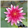 Nymphaea Alba var. Rubra Water Lily