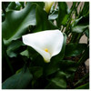 Zantedeschia aethiopica 'Crowborough' - Arum lily