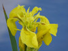 'Best Of British' Native Marginal Collection 3 Litre Baskets