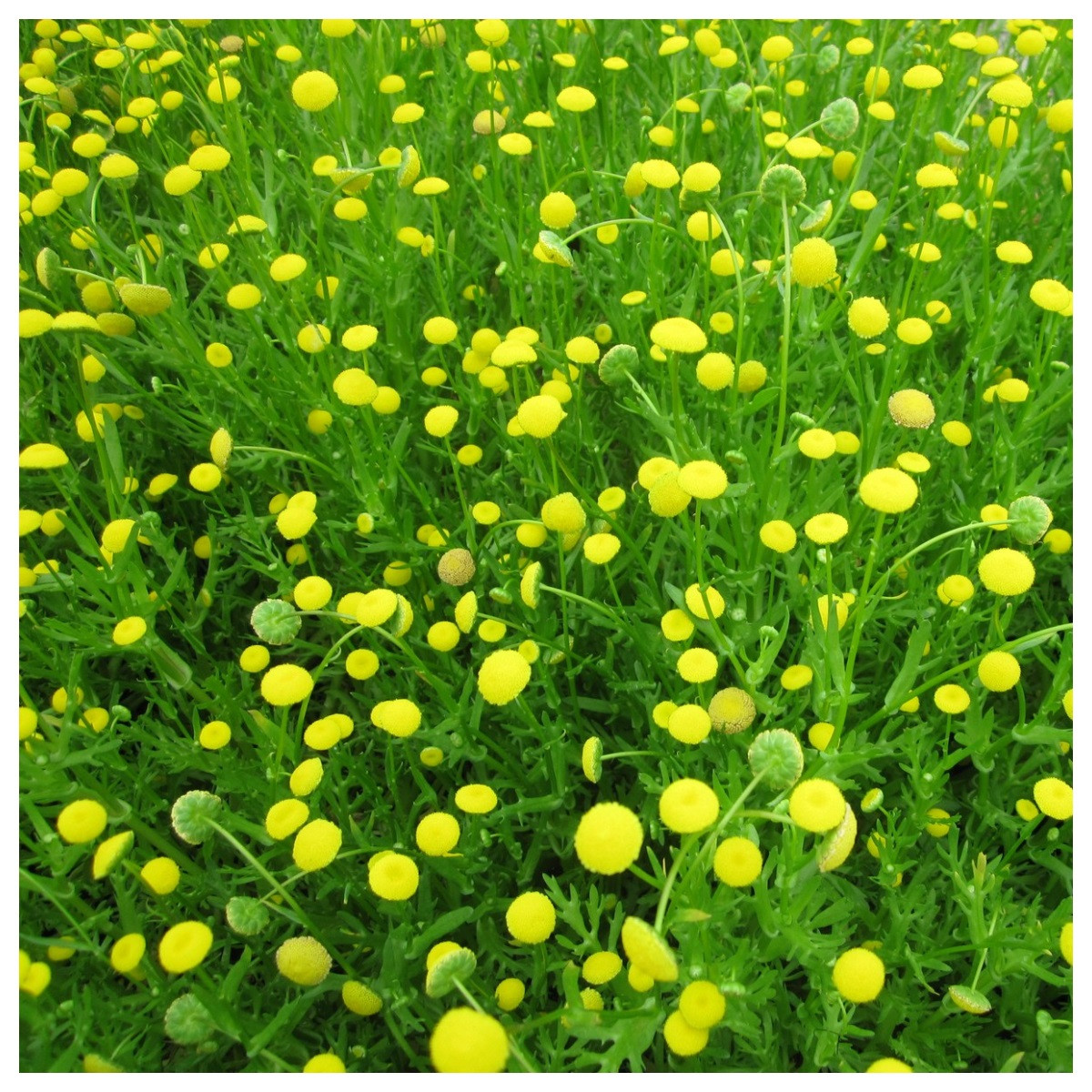Cotula coronopifolia Brass buttons Marginal Aquatic Pond Plant