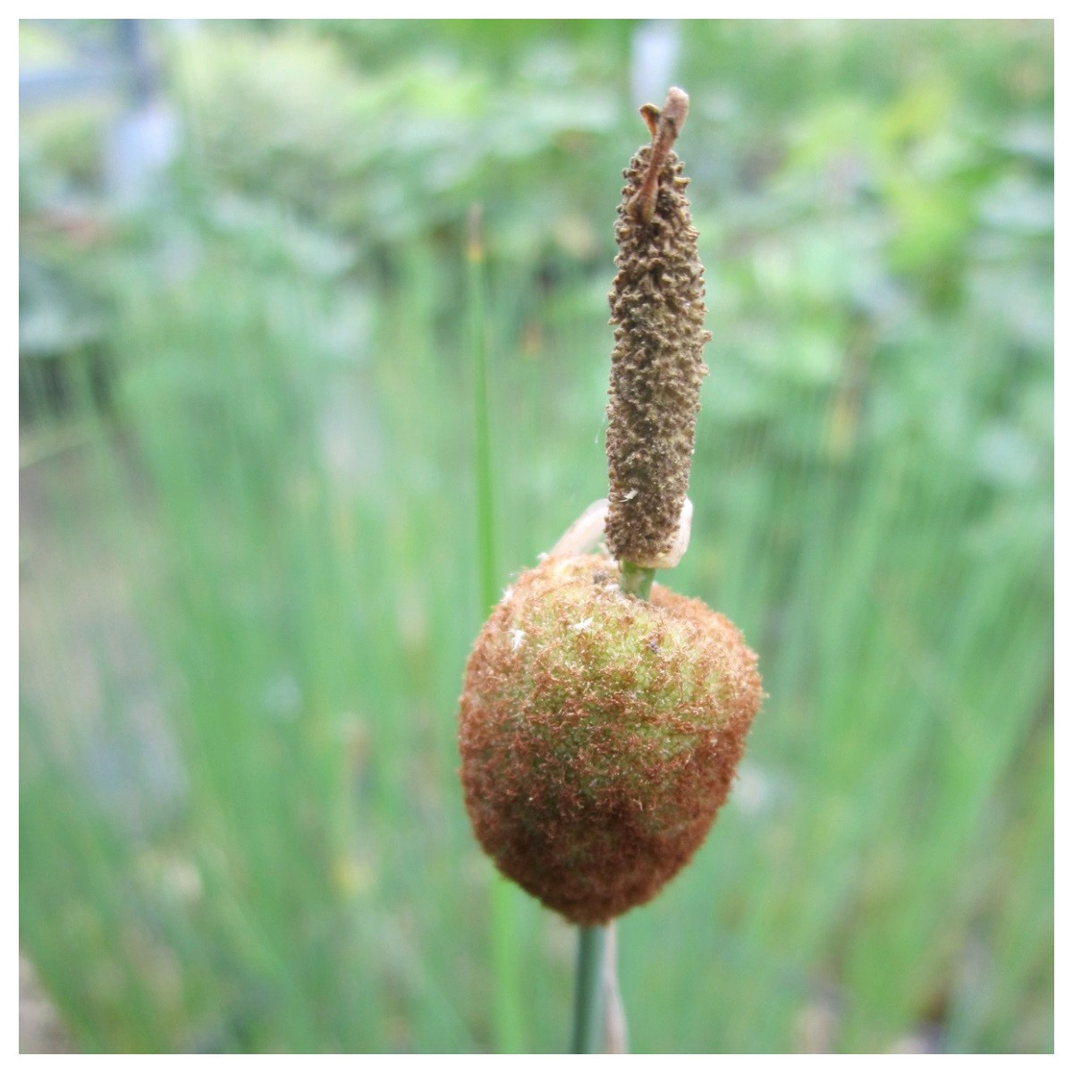 Mini Bull Rushes Typha minima | Miniature bullrush, Miniature reedmace| Marginal Aquatic ...