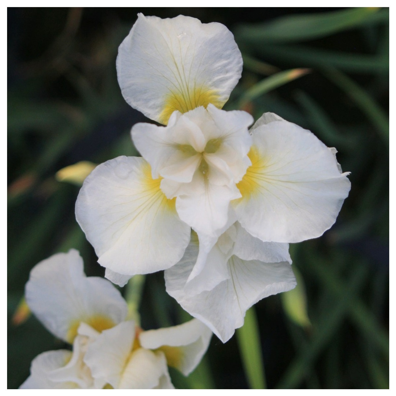 Iris sibirica ‘Snow Queen’ | Siberian iris Snow Queen | Marginal