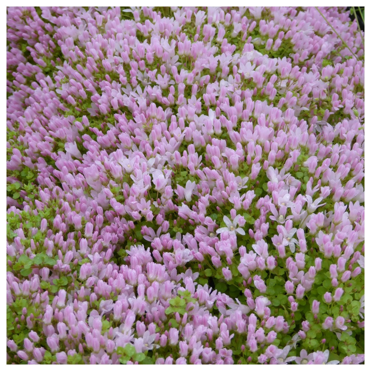 Anagallis tenella Bog pimpernel Marginal Aquatic Pond Plant