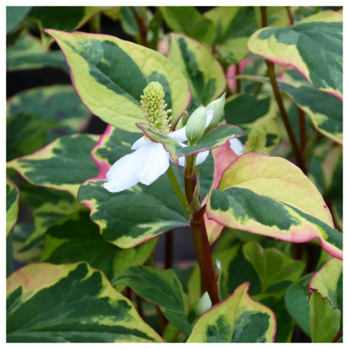 Houttuynia cordata `Chameleon' - Harlequin plant