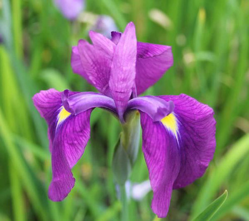 Iris ensata - Japanese clematis iris