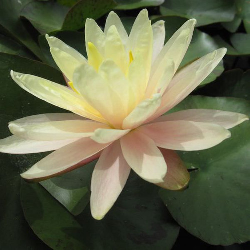 Nymphaea Barbara Dobbins - Yellow Water Lily