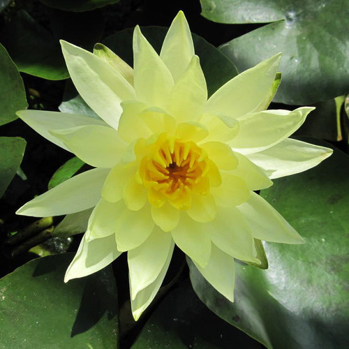 Nymphaea Joey Tomocik - Yellow Water Lily