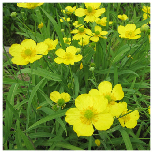 Ranunculus flammula - Lesser spearwort