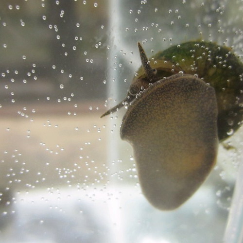 Trapdoor snails - Viviparus viviparus