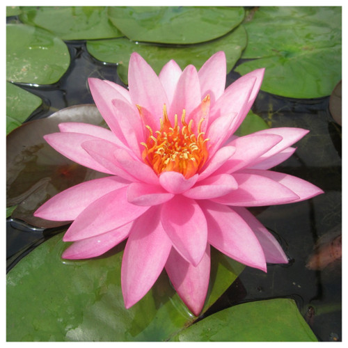 Nymphaea Mayla - Pink Water Lily