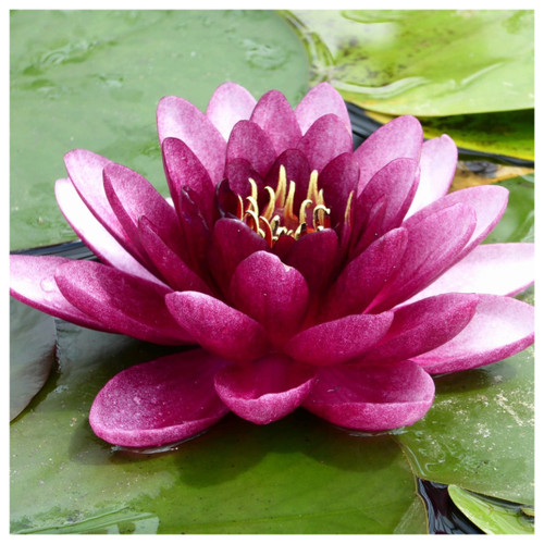 Nymphaea Almost Black - Red Water Lily