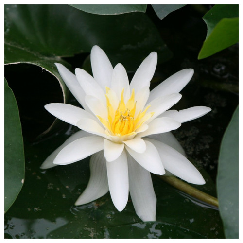 Nymphaea Marliacea Albida White Water Lily