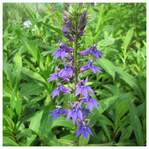 Lobelia siphilitica - Great Blue Lobelia