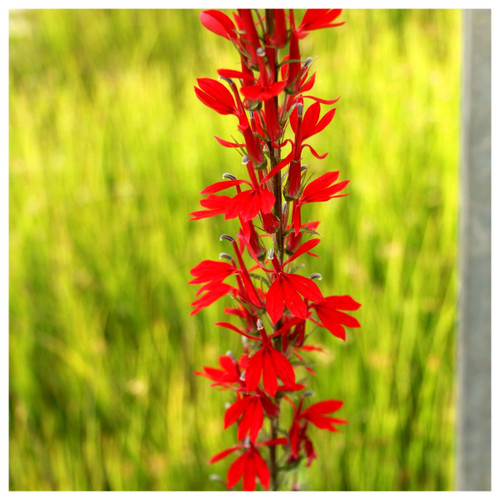 Lobelia fulgens 'Queen Victoria' - Red Leaved Lobelia