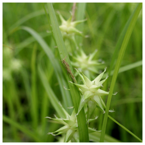 Carex grayi  - Mace sedge