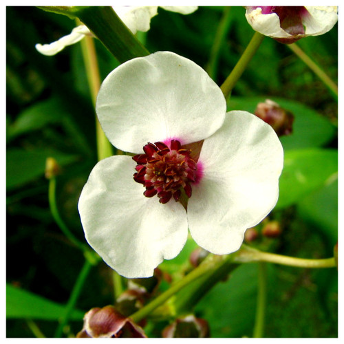 Sagittaria sagittifolia - Arrowhead