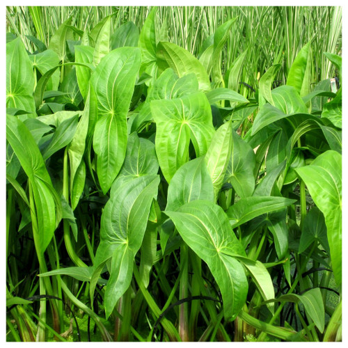 Sagittaria latifolia - Duck potato