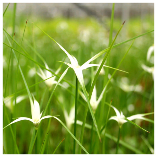 Dichromena colorata - Star Grass